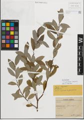 Foto von Salix myrsinifolia Salisb. x Salix purpurea L.